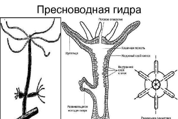 Бс blacksprut click